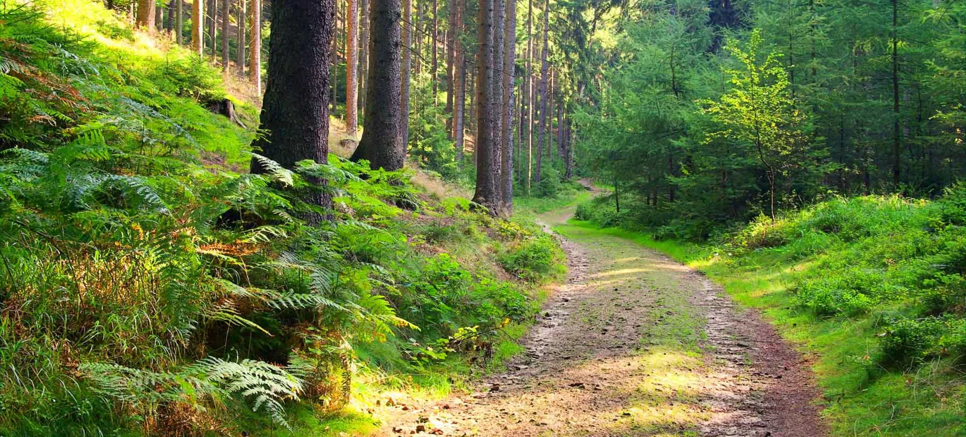 Tie johtaa läpi vehreän metsän.