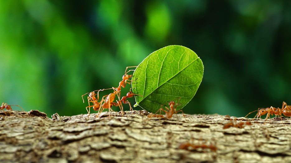 Muurahaiset kuljettavat pientä lehteä puunrunkoa pitkin.